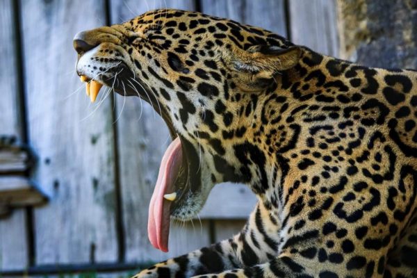 Jacksonville Florida Zoo
